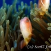 anemonefish_pink_bs_h_0705_png476.jpg